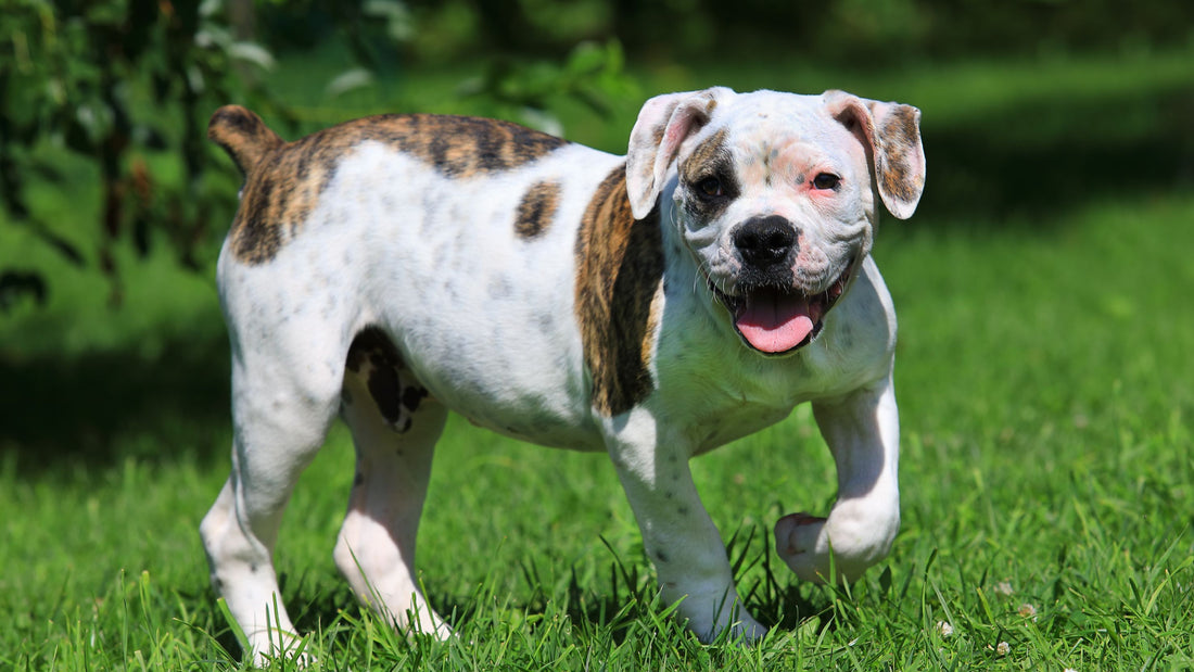 Best Dog Food for American Bulldogs