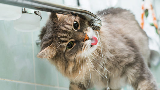 A fluffy, grey and brown tabby cat tilts its head to drink water directly from a silver faucet in the bathroom sink.