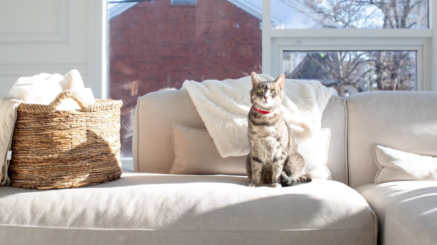 Can Kittens Eat Adult Cat Food? Open Farm