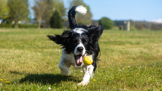 5 Ways to Tire Out Your High-Energy Dog