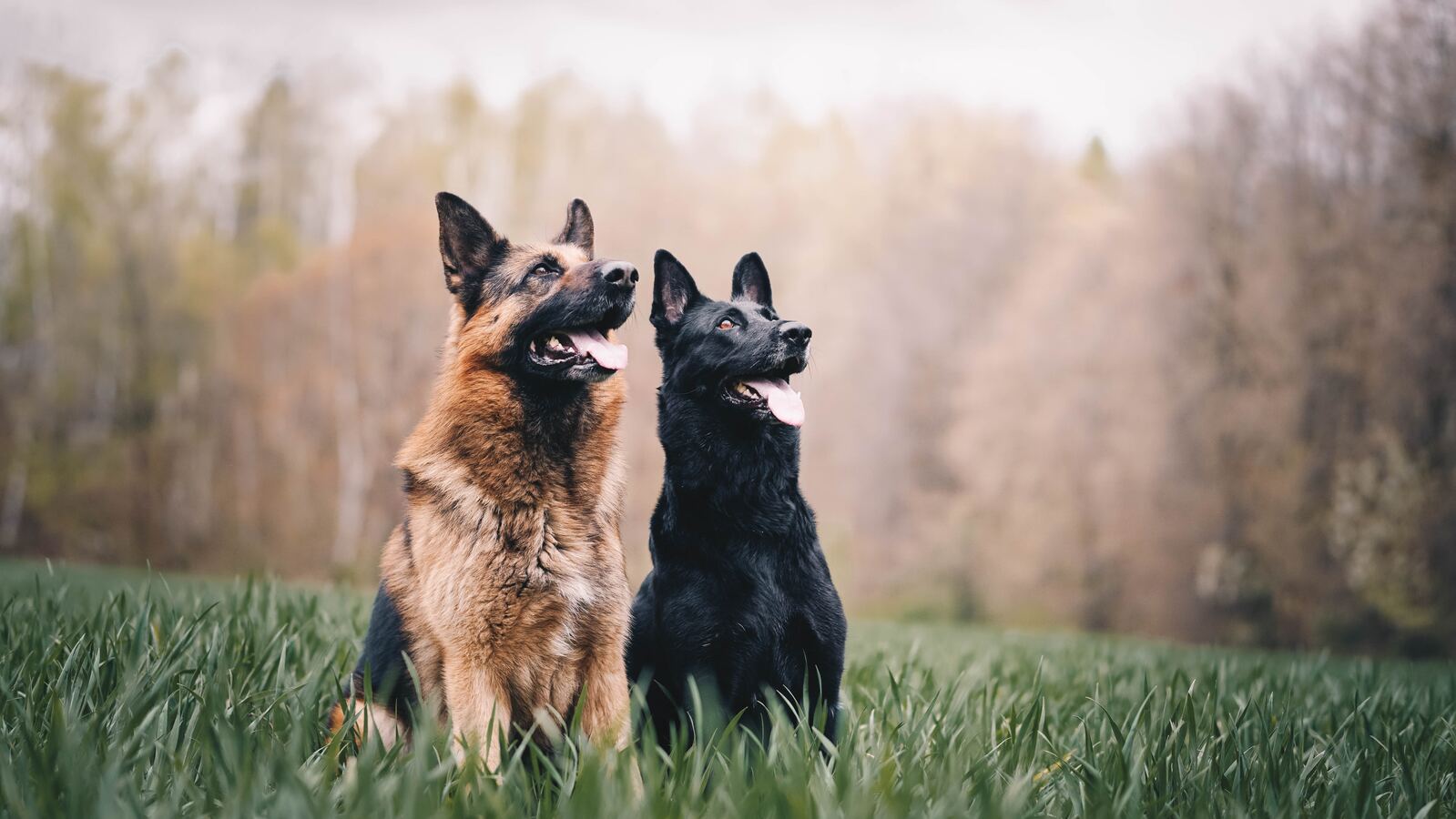 Best taste of the wild for german shepherds hotsell