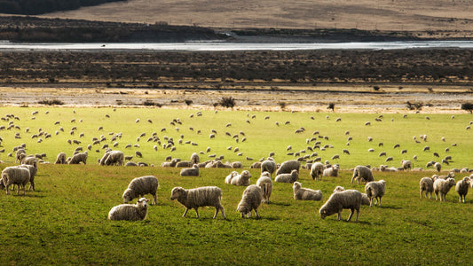 Top 5 Reasons To Buy Humanely Raised Meat
