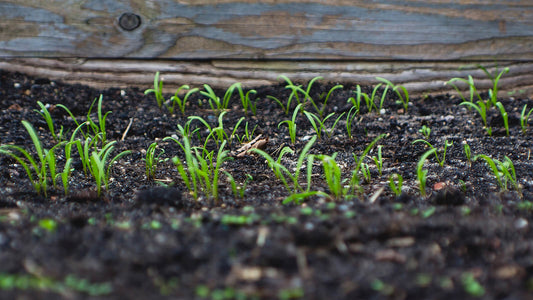 Open Farm How to Get Rid Of & Compost Dog Poop