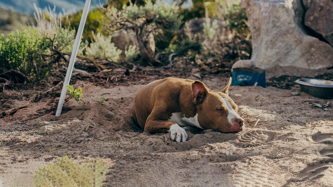 Yes, pets have seasonal allergies. And the right diet can help.