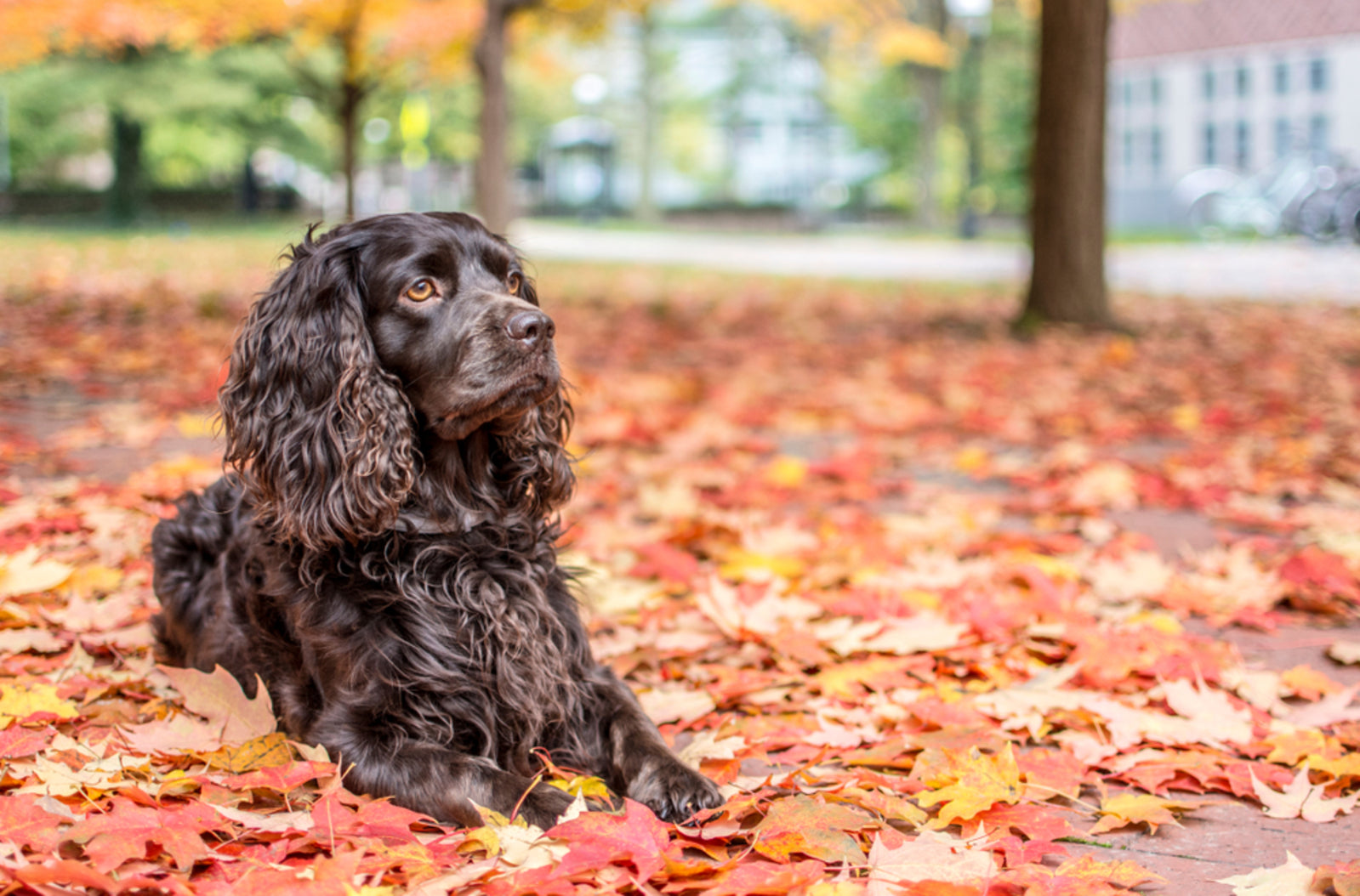 Boykin spaniel puppies shops for