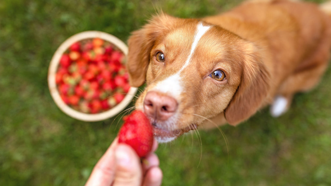 Can Dogs Eat Strawberries?