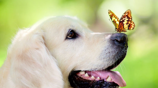 Open Farm Summer Activities For Dogs