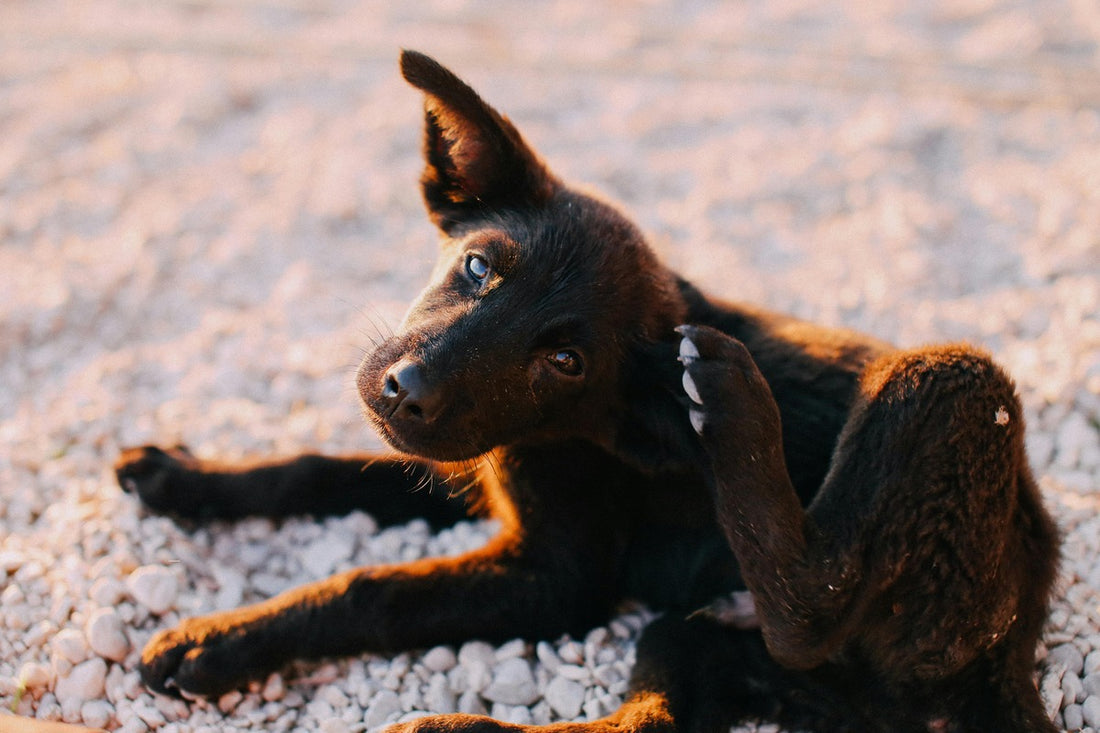 brown dog itching its ear with back paw