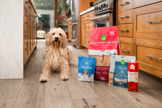 Fluffy white dog sitting by Open Farm Dog Food.