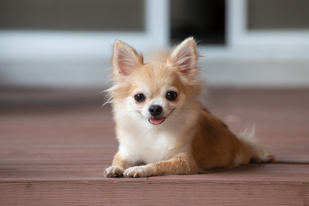 Best Dog Food for Chihuahuas