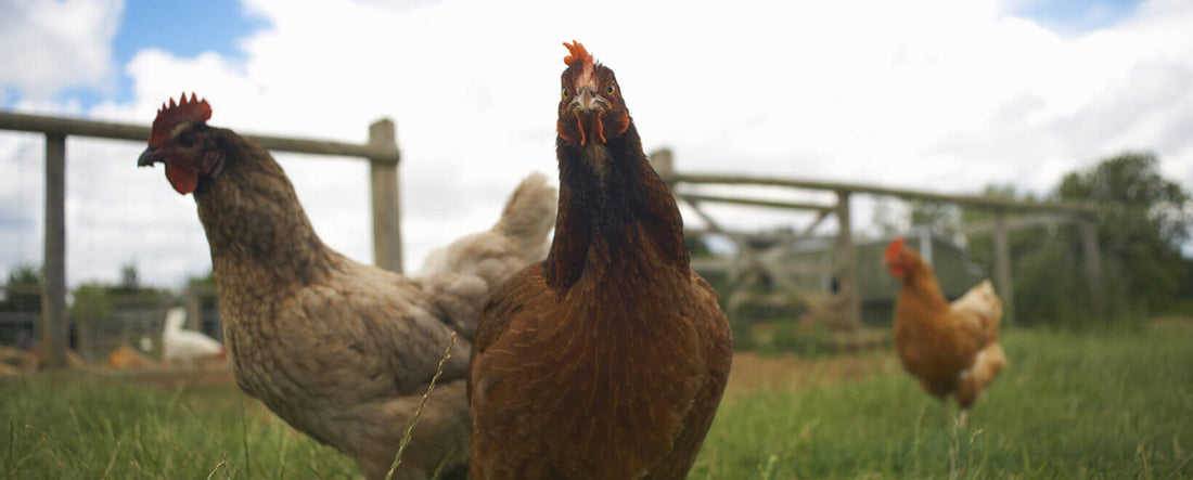 Open Farm Cage Free & Battery Cage Eggs