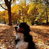Ollie