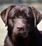 Kona