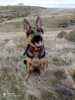 Koa