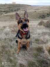 Koa