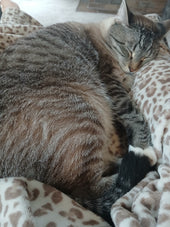 Merlin