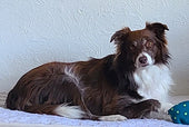 Darla