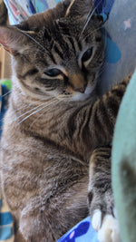 Nilla