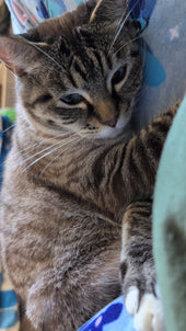 Nilla