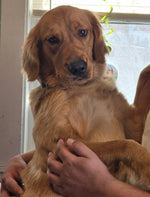 Lilly