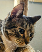Amelia