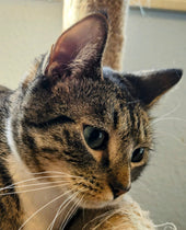 Amelia