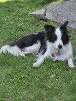 Roxy