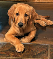 Griffin 