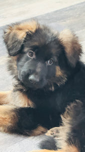 Odin