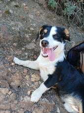 Oreo