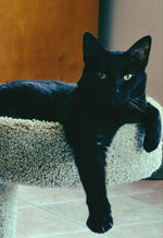 Merlin
