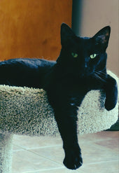 Merlin