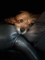 Ziggy 