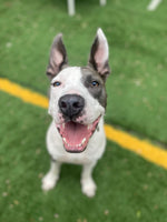 Roo