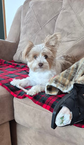 Hazel