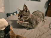 Floki