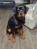 Draco