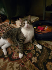Oliver