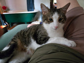 Otis