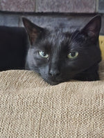 Binx