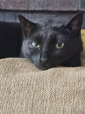 Binx