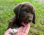 Beau