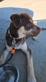 Goose