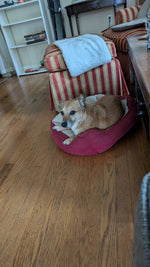 Koda