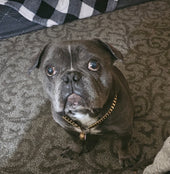 Maurice