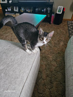 BeBe
