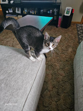 BeBe