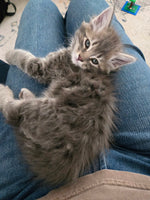 Gandalf the Grey
