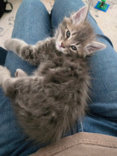 Gandalf the Grey