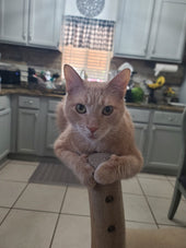 Oliver 
